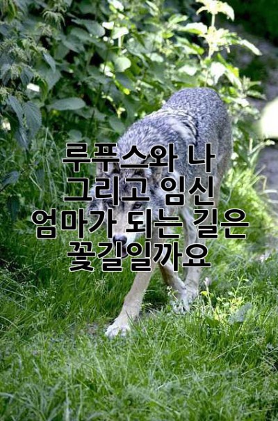 루푸스와 나, 그리고 임신: 엄마가 되는 길은 꽃길일까요? 🌸