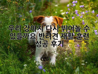 우리 강아지, 다시 뛰어놀 수 있을까요? 반려견 재활 훈련 성공 후기
