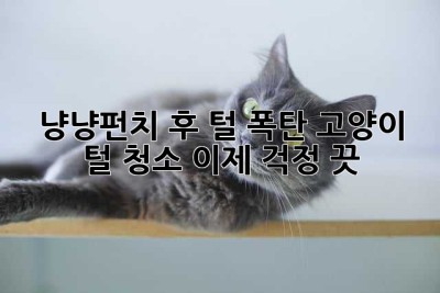 냥냥펀치 후 털 폭탄! 고양이 털 청소, 이제 걱정 끗!