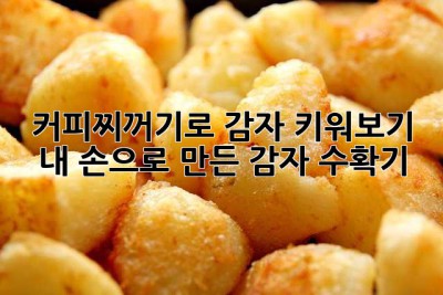 커피찌꺼기로 감자 키워보기? 🥔☕  내 손으로 만든 감자 수확기!