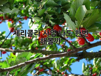 체리콜라 사업? 나도 한번 해볼까? 🤔